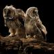 Imagen 5 de la galería de Búho Chico - Long-eared Owl