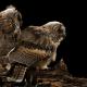 Imagen 4 de la galería de Búho Chico - Long-eared Owl