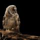 Imagen 8 de la galería de Búho Chico - Long-eared Owl
