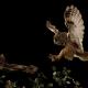 Imagen 11 de la galería de Búho Chico - Long-eared Owl