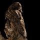 Imagen 10 de la galería de Búho Chico - Long-eared Owl