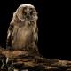 Imagen 7 de la galería de Búho Chico - Long-eared Owl