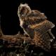 Imagen 3 de la galería de Búho Chico - Long-eared Owl