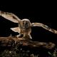 Imagen 6 de la galería de Búho Chico - Long-eared Owl