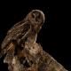 Imagen 9 de la galería de Búho Chico - Long-eared Owl