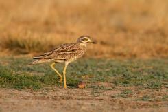 Alcaraván - Stone-curlew