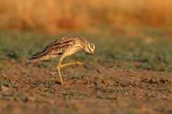 Alcaraván - Stone-curlew