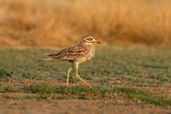 Alcaraván - Stone-curlew
