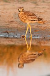 Alcaraván - Stone-curlew