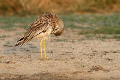 Alcaraván - Stone-curlew