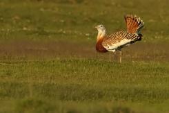 Avutardas - Great Bustard