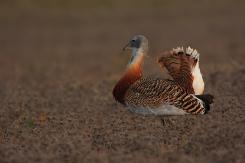 Avutardas - Great Bustard