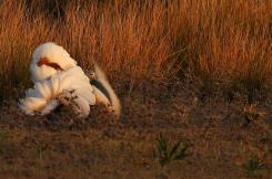 Avutardas - Great Bustard