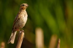 Otras aves de espacios abiertos