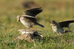 Otras aves de espacios abiertos
