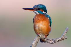 Martín pescador - Kingfisher