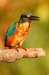 Martín pescador - Kingfisher