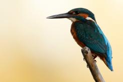 Martín pescador - Kingfisher