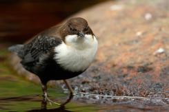 Mirlo acuático - Dipper