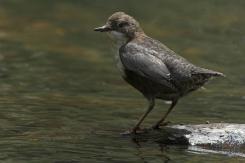Mirlo acuático - Dipper