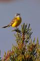 Imagen 5 de la galería de Lavandera boyera - Western Yellow Wagtail