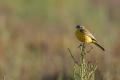 Imagen 9 de la galería de Lavandera boyera - Western Yellow Wagtail