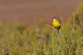 Imagen 7 de la galería de Lavandera boyera - Western Yellow Wagtail