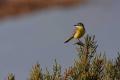 Imagen 11 de la galería de Lavandera boyera - Western Yellow Wagtail