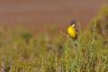 Imagen 4 de la galería de Lavandera boyera - Western Yellow Wagtail