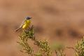 Imagen 8 de la galería de Lavandera boyera - Western Yellow Wagtail