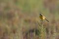 Imagen 6 de la galería de Lavandera boyera - Western Yellow Wagtail