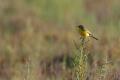 Imagen 10 de la galería de Lavandera boyera - Western Yellow Wagtail