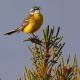 Imagen 5 de la galería de Lavandera boyera - Western Yellow Wagtail