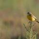 Imagen 8 de la galería de Lavandera boyera - Western Yellow Wagtail