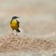 Imagen 3 de la galería de Lavandera boyera - Western Yellow Wagtail