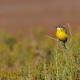 Imagen 12 de la galería de Lavandera boyera - Western Yellow Wagtail