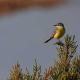 Imagen 10 de la galería de Lavandera boyera - Western Yellow Wagtail
