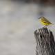 Imagen 2 de la galería de Lavandera boyera - Western Yellow Wagtail