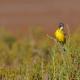 Imagen 1 de la galería de Lavandera boyera - Western Yellow Wagtail