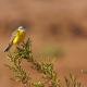 Imagen 11 de la galería de Lavandera boyera - Western Yellow Wagtail