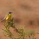 Imagen 7 de la galería de Lavandera boyera - Western Yellow Wagtail