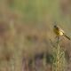 Imagen 6 de la galería de Lavandera boyera - Western Yellow Wagtail