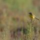 Imagen 9 de la galería de Lavandera boyera - Western Yellow Wagtail