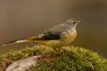 Imagen 16 de la galería de Lavandera Cascadeña - Grey Wagtail