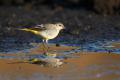 Imagen 15 de la galería de Lavandera Cascadeña - Grey Wagtail