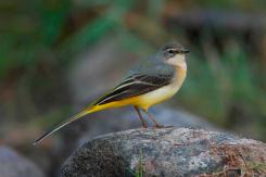 Lavandera Cascadeña - Grey Wagtail