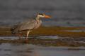 Garza real al acecho. (Ardea cinerea)