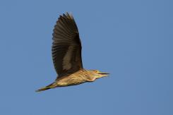 Otras garzas y zancudas
