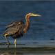 Descripción: Garza imperial (Ardea purpurea)