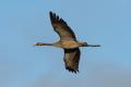 Joven volando